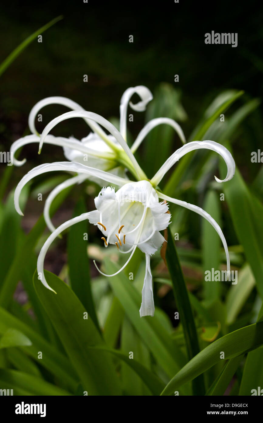 Hymenocallis littoralis exotic flowers closeup Stock Photo