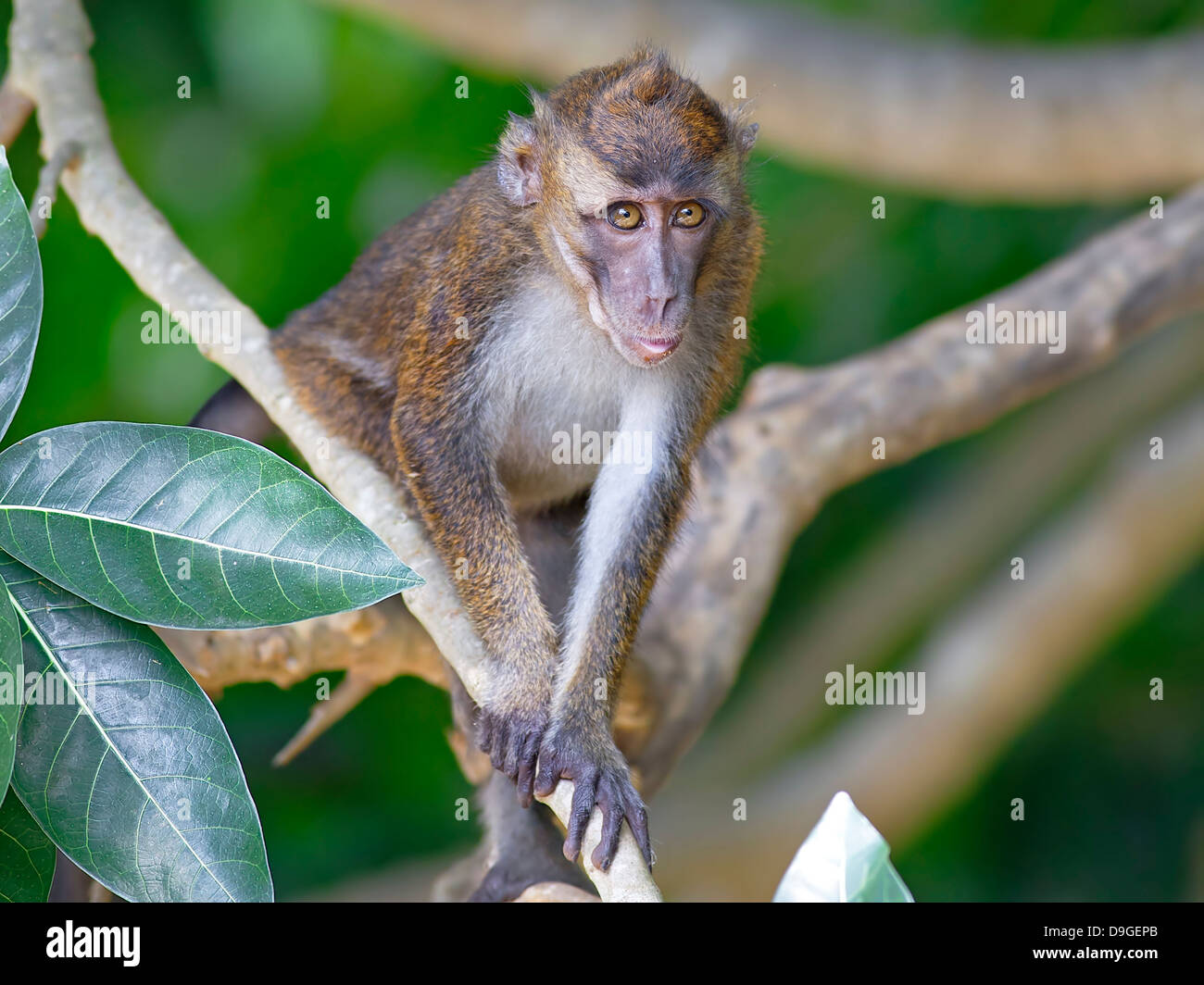 Philippines wildlife macaque hi-res stock photography and images - Alamy