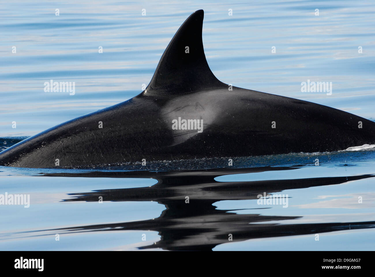 very good example for the so-called Transient killer whale (the marine mammal eating type) with its stout and pointy dorsal fin Stock Photo
