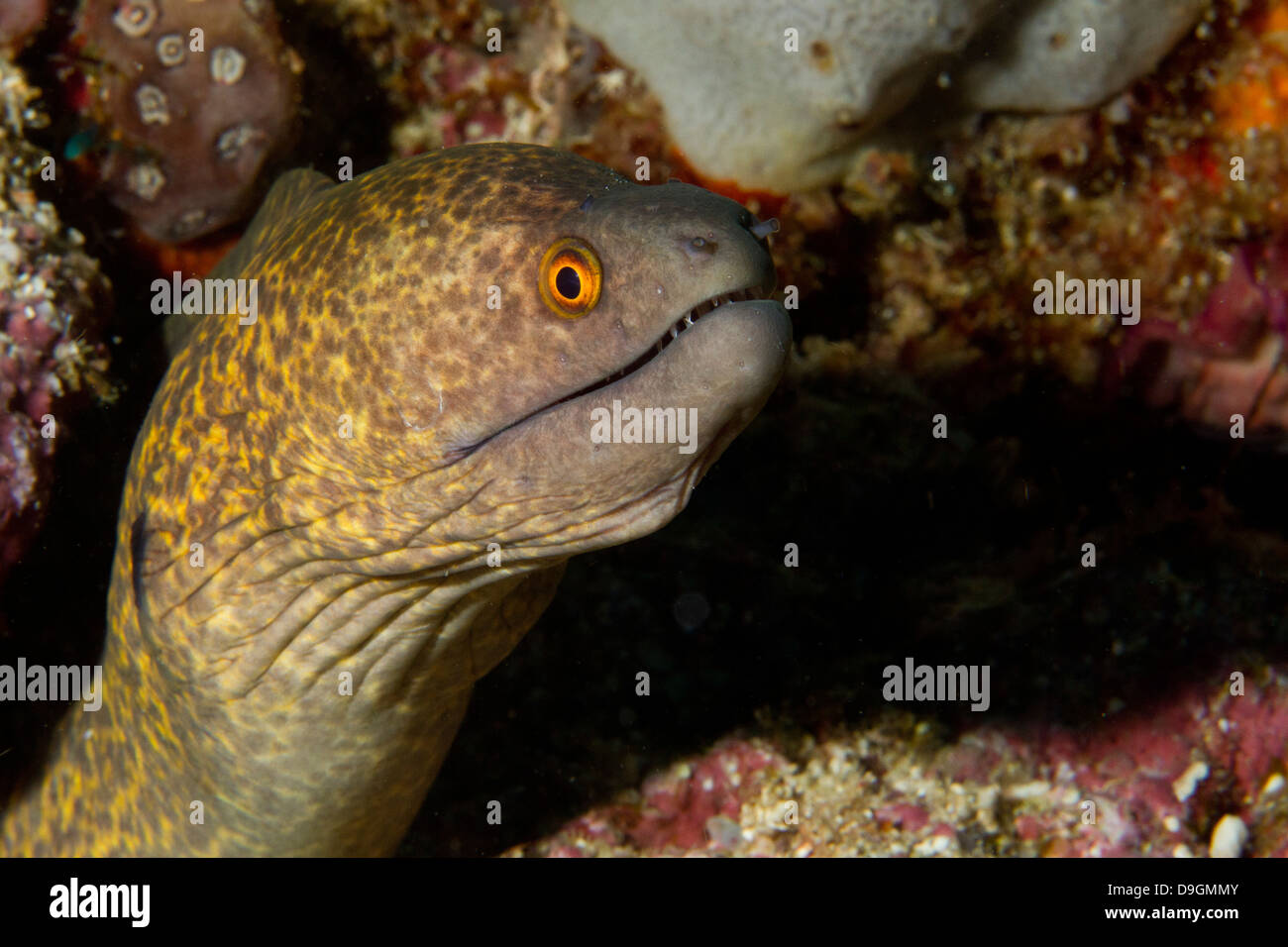 Yellow-margined Moray Eel (Gymnothorax flavimarginatus) Mabul, Borneo, Malaysia Stock Photo