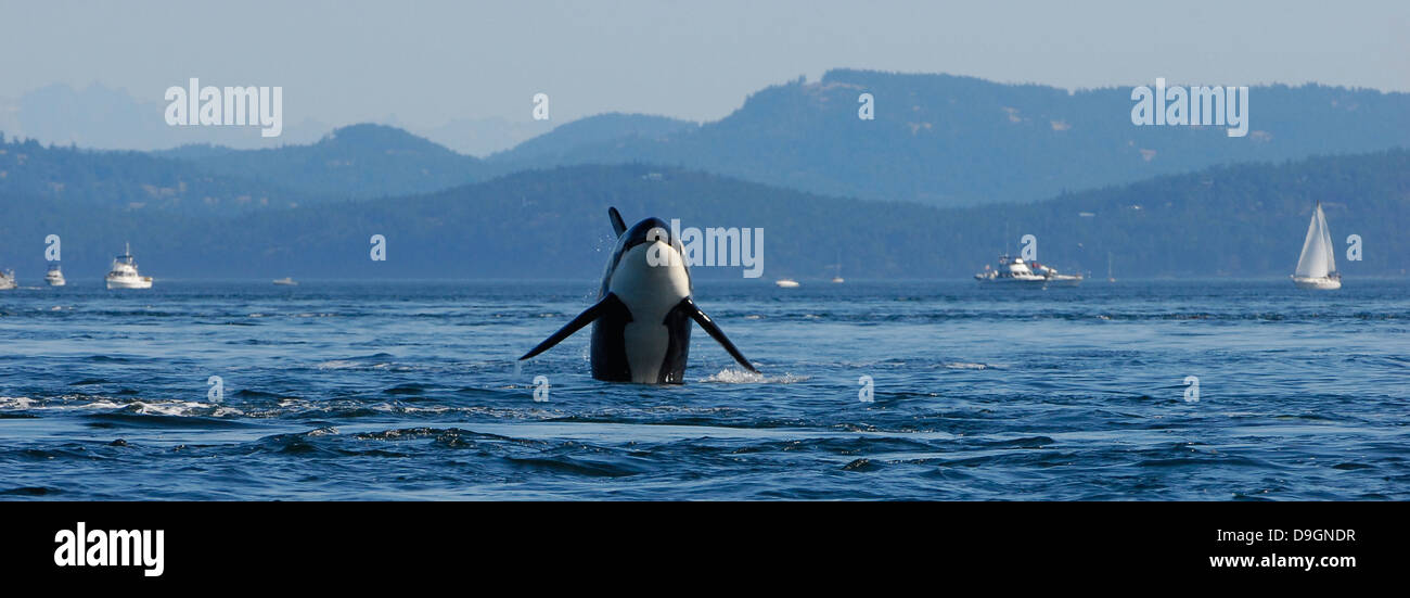 Male killer whale hi-res stock photography and images - Alamy