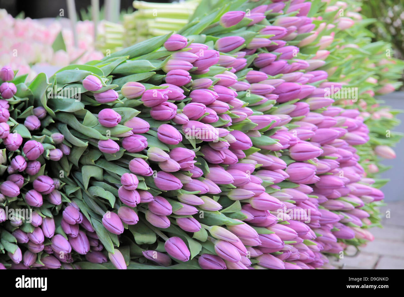 Big bunch of cut pink tulips in a flower shop in the center of