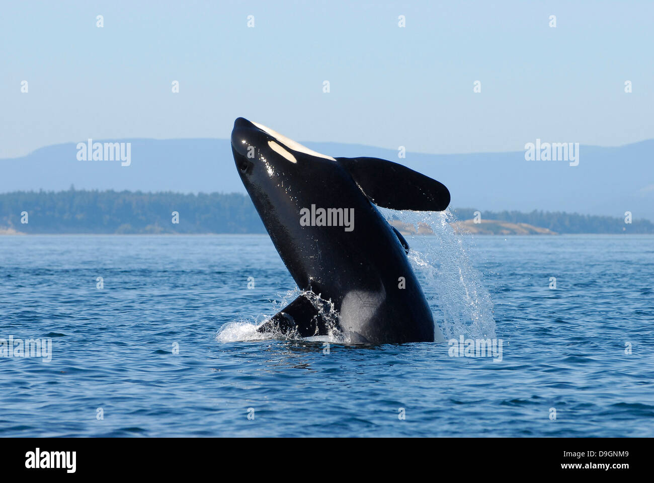 male killer whale breaches Stock Photo