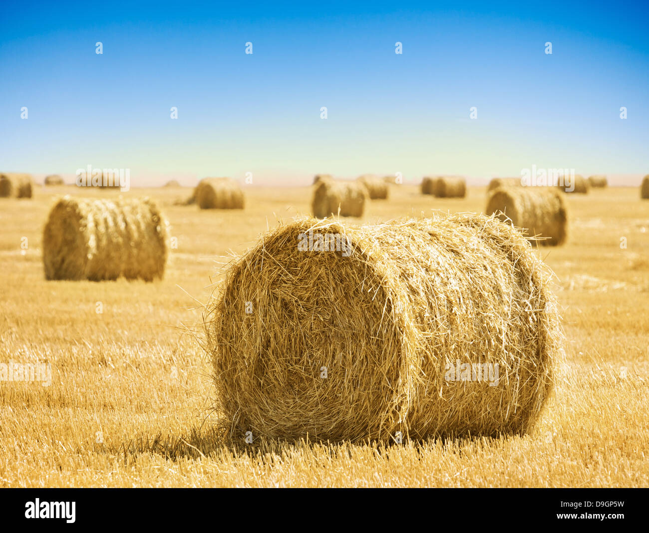 Straw bales in a field with blue sky Stock Photo - Alamy