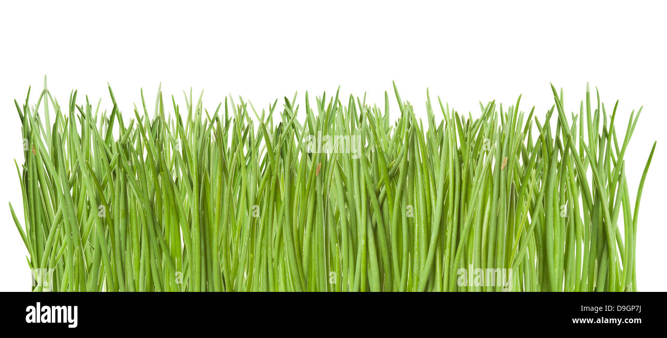 Green grass isolated on white background Stock Photo