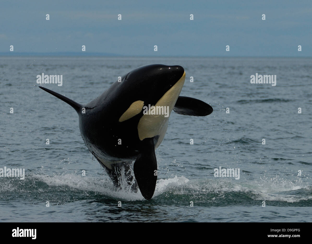 a killer whale breaches Stock Photo