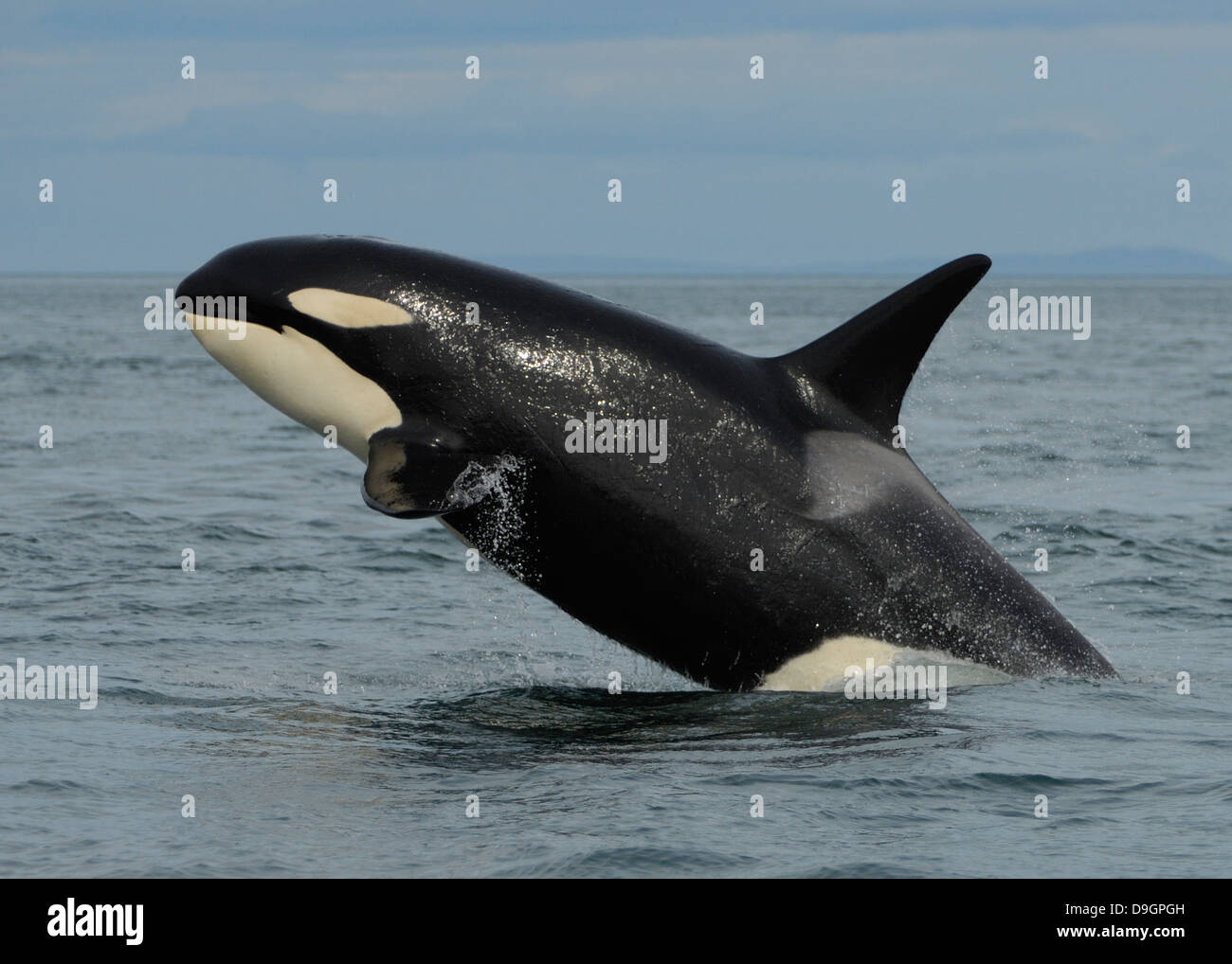 a killer whale bellyflops Stock Photo
