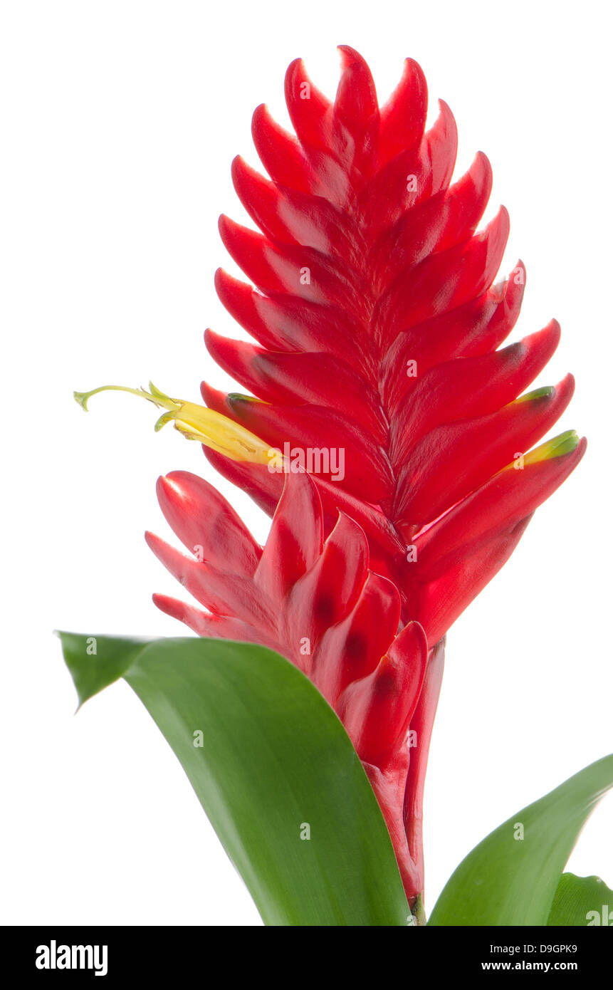 Red bromelia flower on white background. Stock Photo