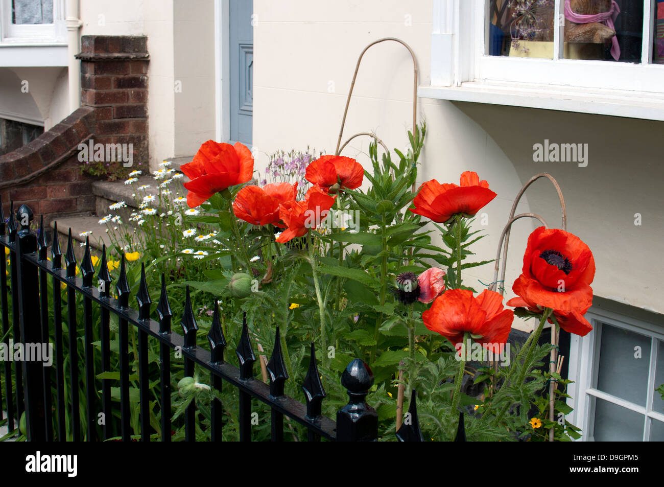 Small front garden with red poppies Stock Photo