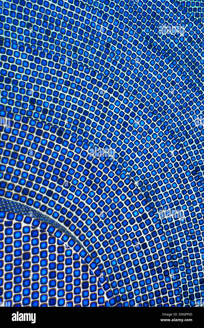 Blue Mosaic Tiles on Steps Stock Photo