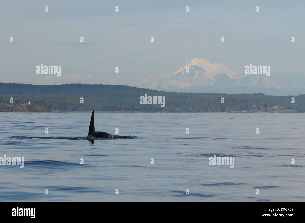 a male killer whale near Lime Kiln lighthouse with Mount Baker in the background Stock Photo