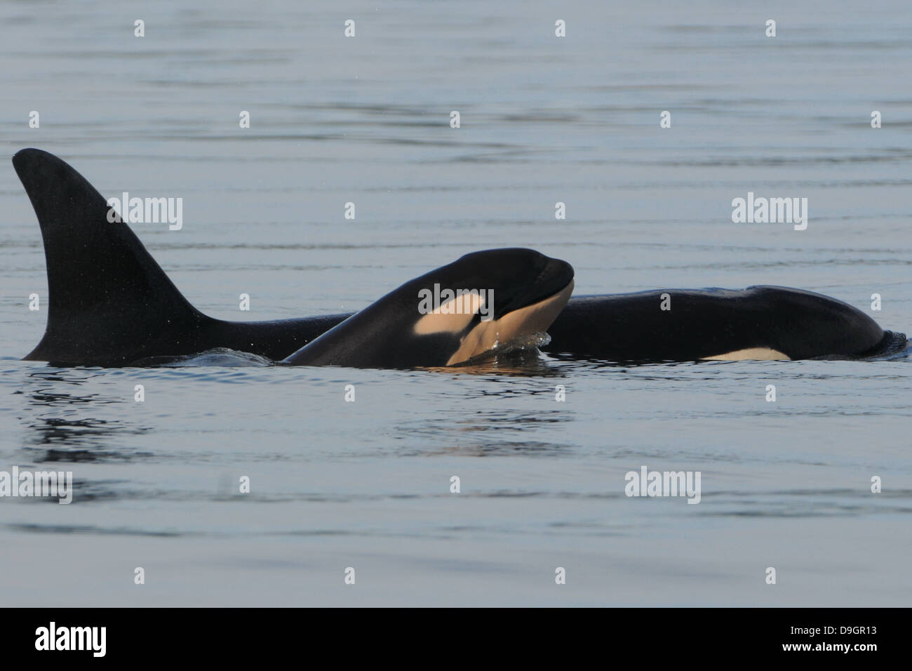 killer whale calf