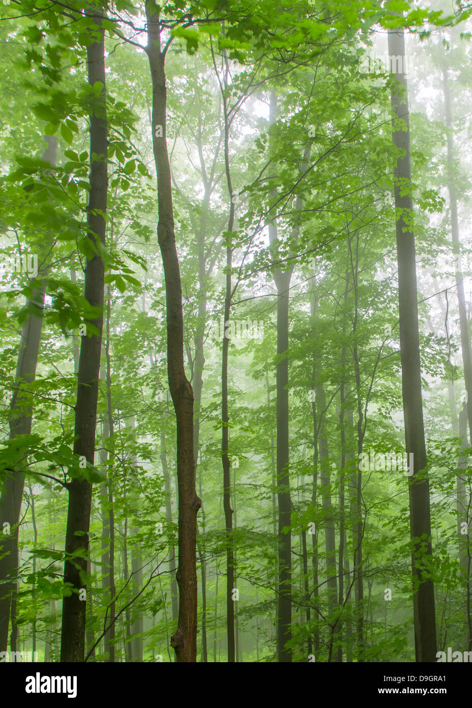 Green fog forest hi-res stock photography and images - Alamy
