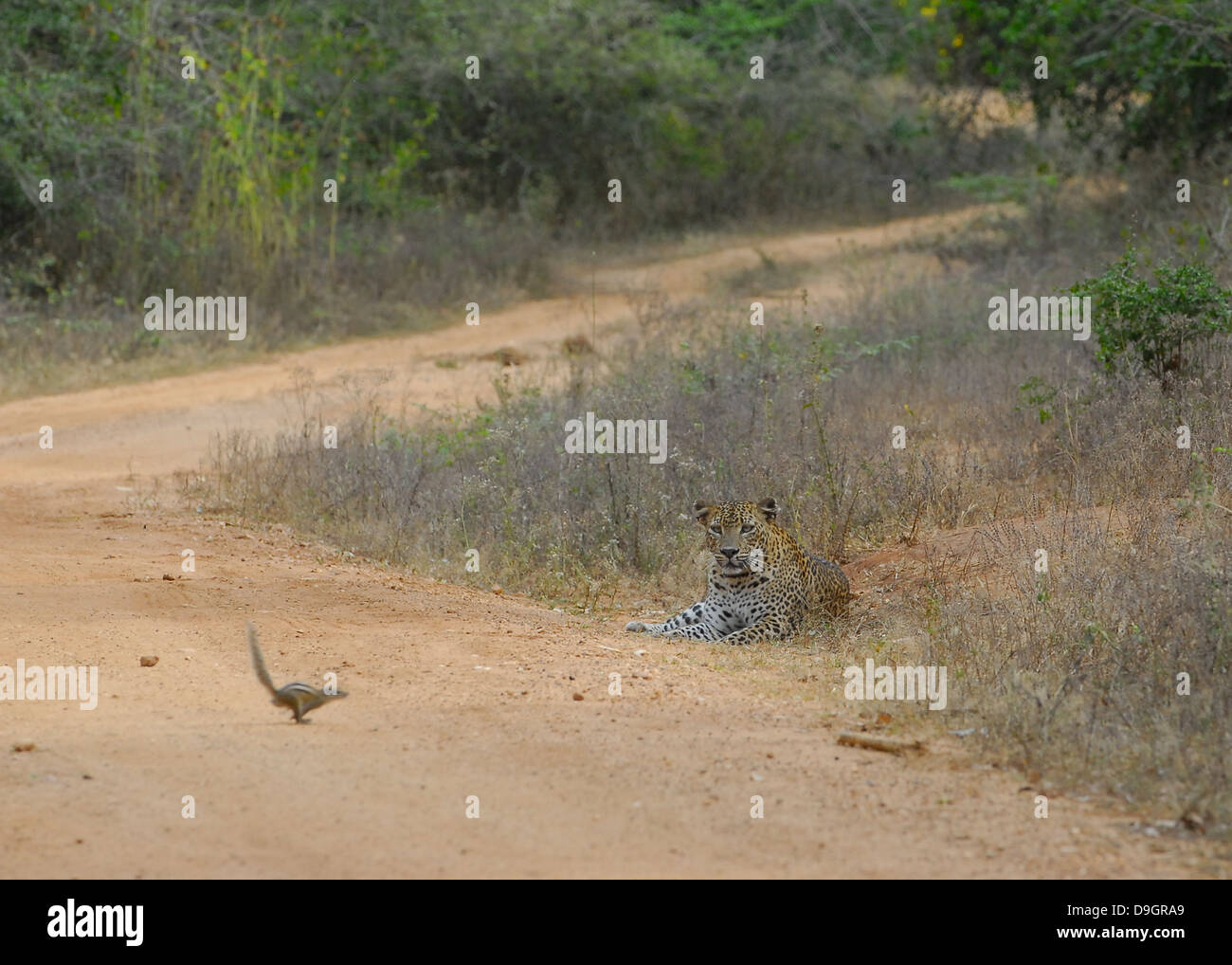 Sri Lankan Leopard with audacious Palm Squirrel in Yala National Park, Sri Lanka Stock Photo