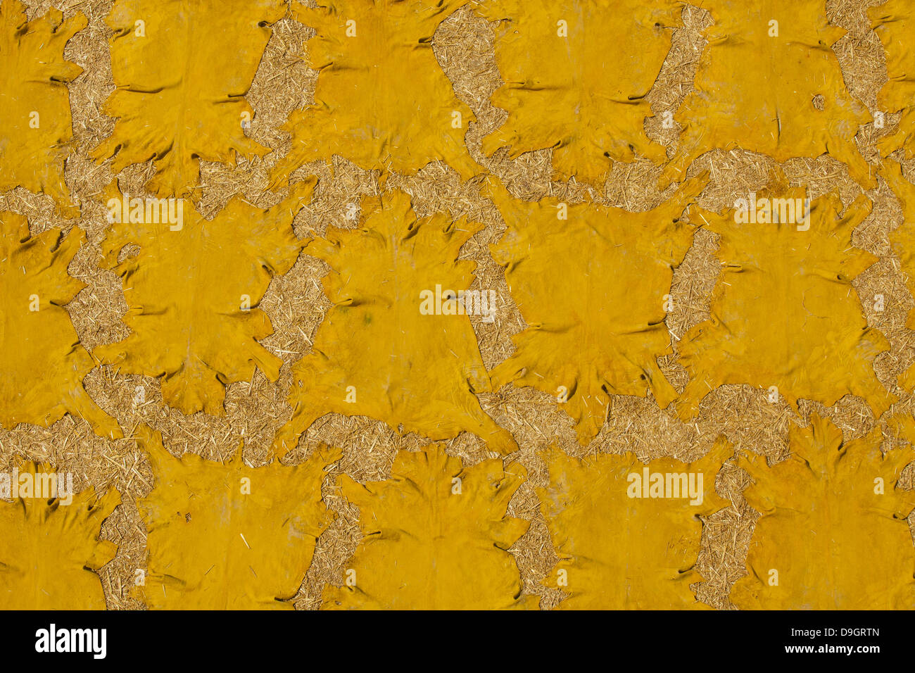 Yellow sheep hides at the tannery in Fez, Morocco. Stock Photo