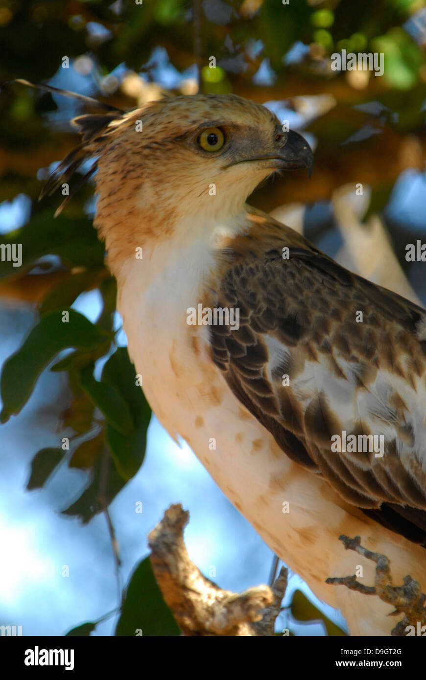 Crested Hawk-eagle or Changeable Hawk-eagle in Yala National Park, Sri Lanka Stock Photo