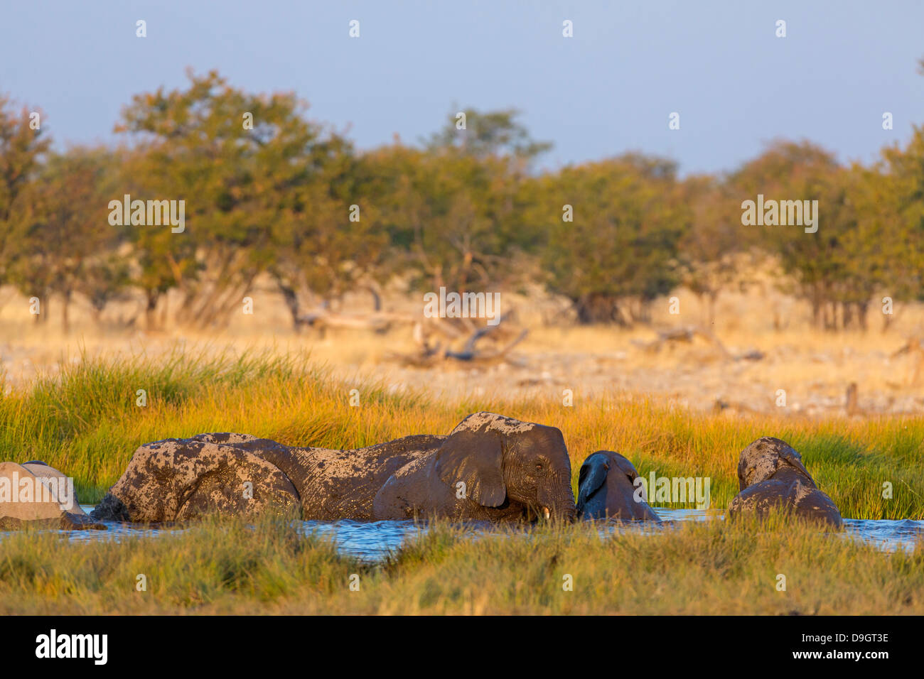 African Bush Elephant, African Savanna Elephant, Afrikanischer Elefant, Loxodonta africana Stock Photo