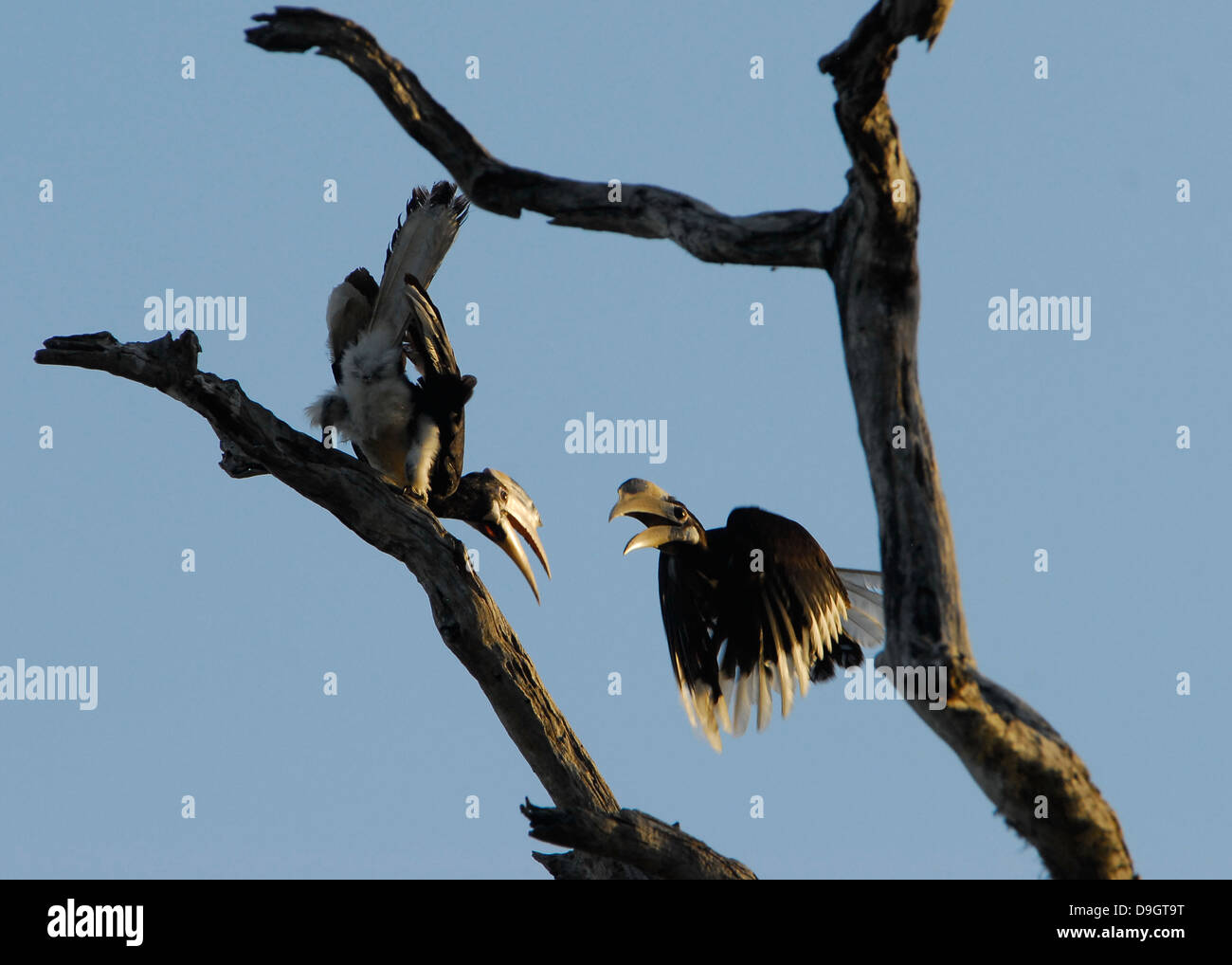 fighting Malabar Pied Hornbills in Yala National Park, Sri Lanka Stock Photo