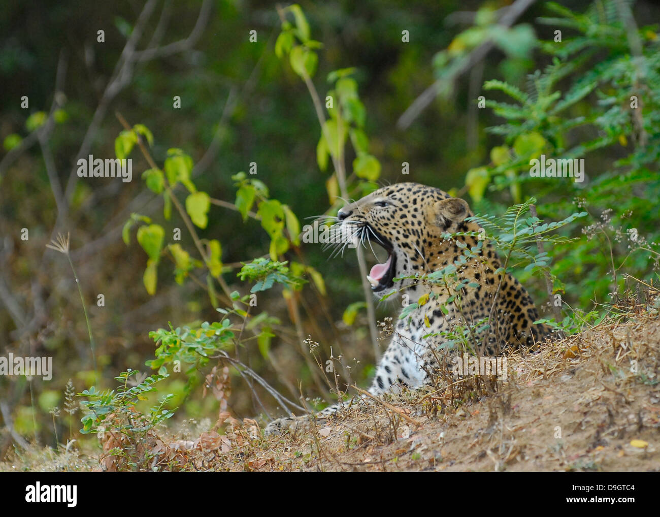Sri Lankan Leopard in Yala National Park Stock Photo
