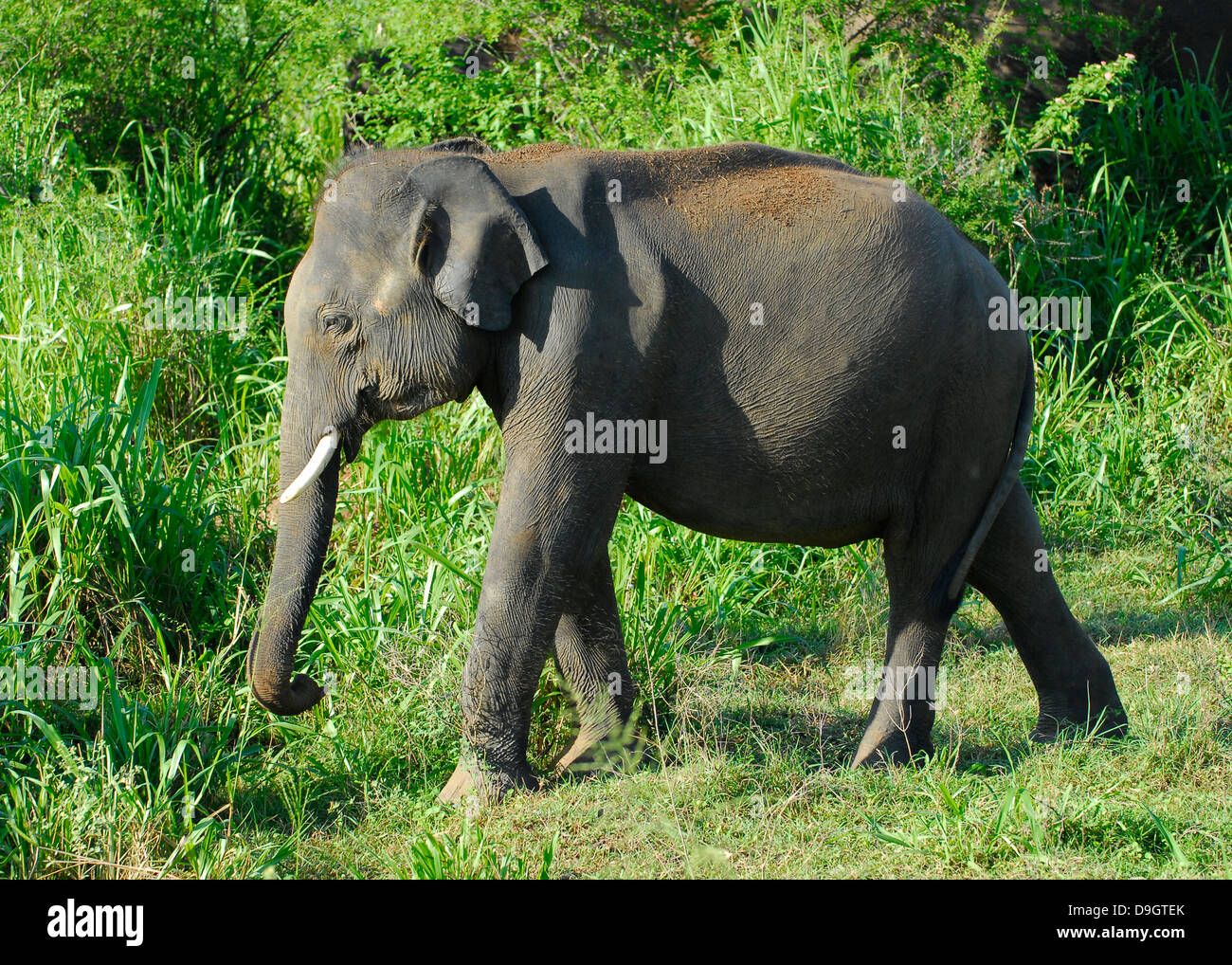Elephant in Uda Walawe National Park, Sri Lanka Stock Photo