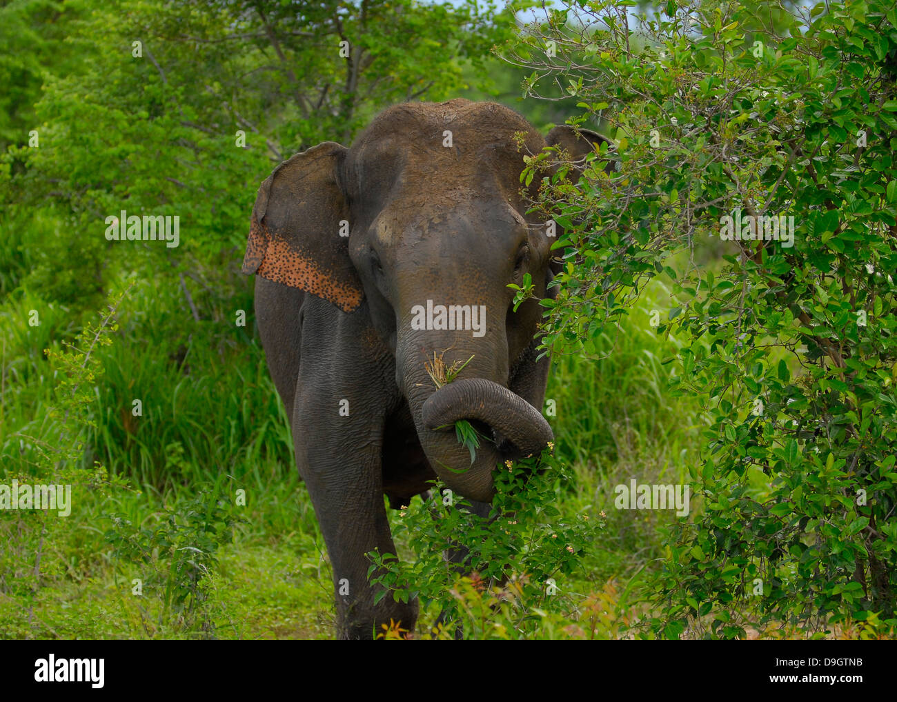 Elephant in Uda Walawe National Park, Sri Lanka Stock Photo