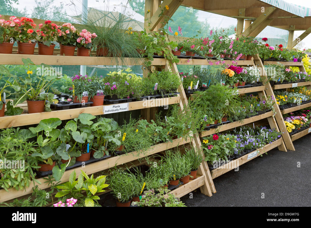 Bedding plants for sale at a garden center Stock Photo Alamy