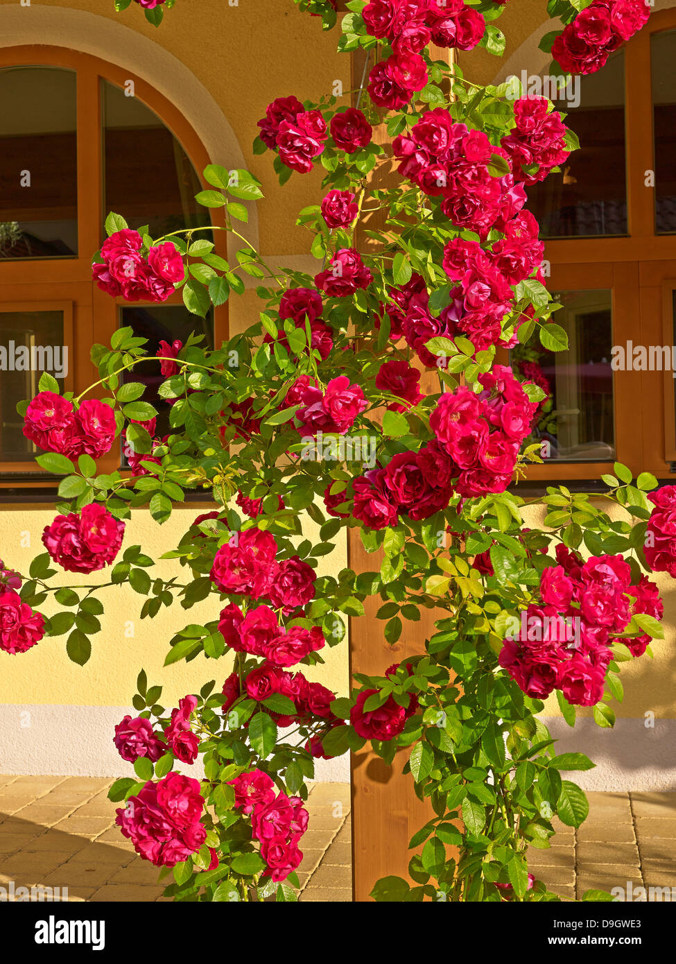 Rose roses rosebush hi-res stock photography and images - Alamy