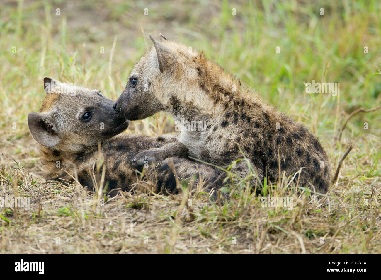 Hyena cubs close-up, Masai Mara, Kenya Stock Photo