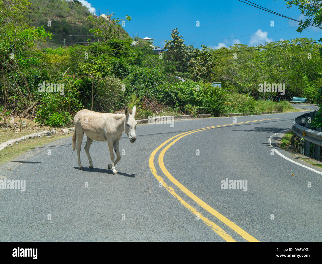 Wild Donkeys on the road on the Caribbean Island of St John in the US