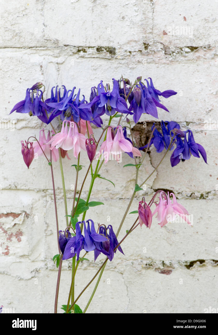Aquilegia vulgaris. Columbine flowers against a white painted garden wall Stock Photo