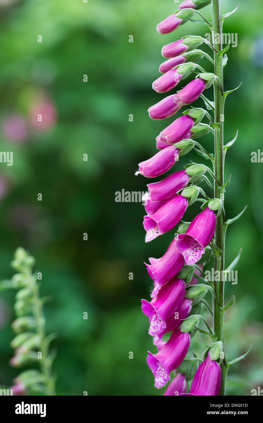 Digitalis leaf hires stock photography and images Alamy