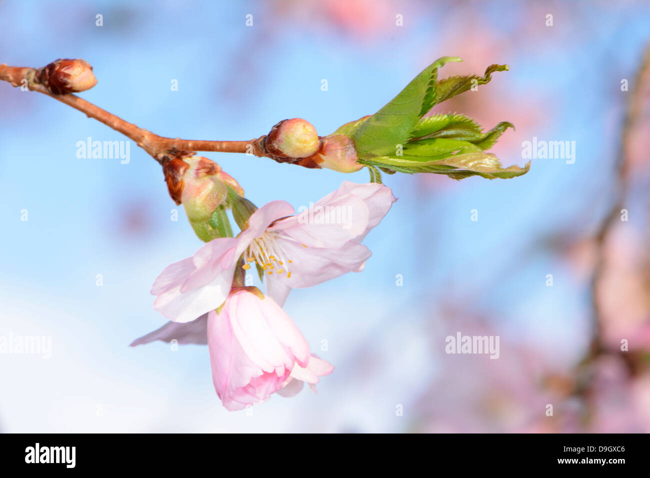 Macro of pink cherry blossoms Stock Photo - Alamy