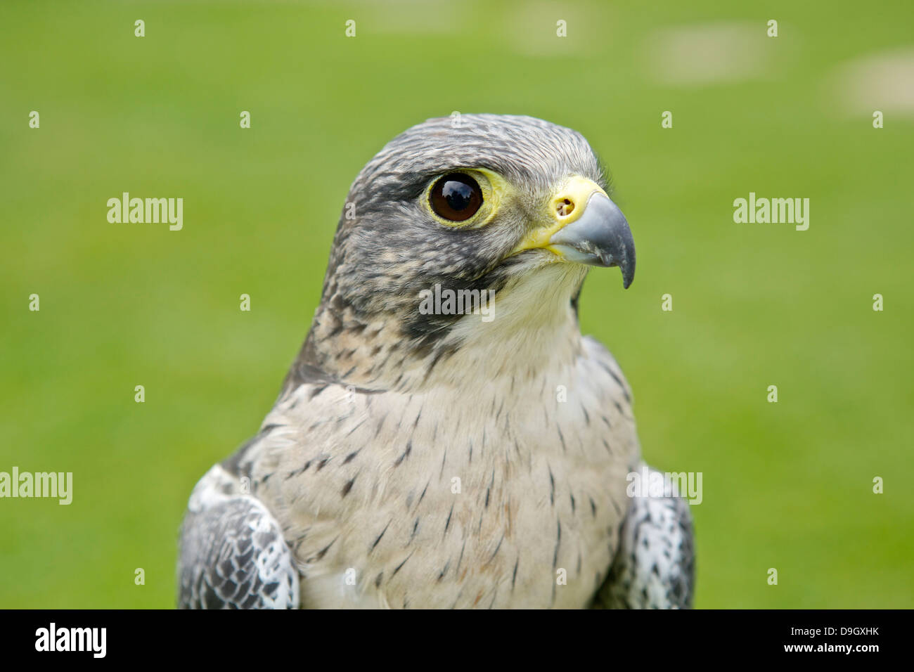 Gyr Peregrin Falcon Hybrid Closeup Headshot Stock Photo