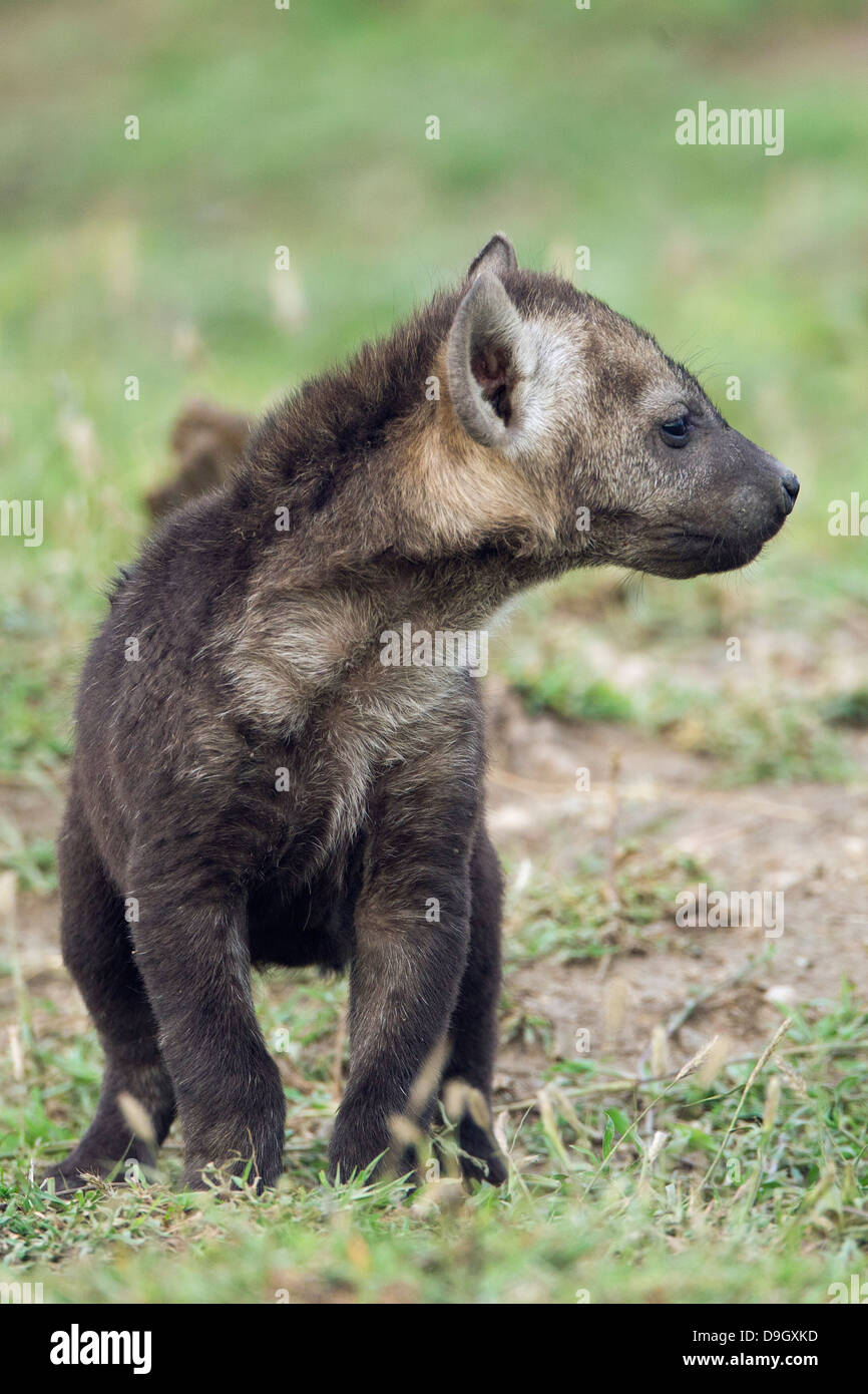 Hyena cub close-up, Masai Mara, Kenya Stock Photo