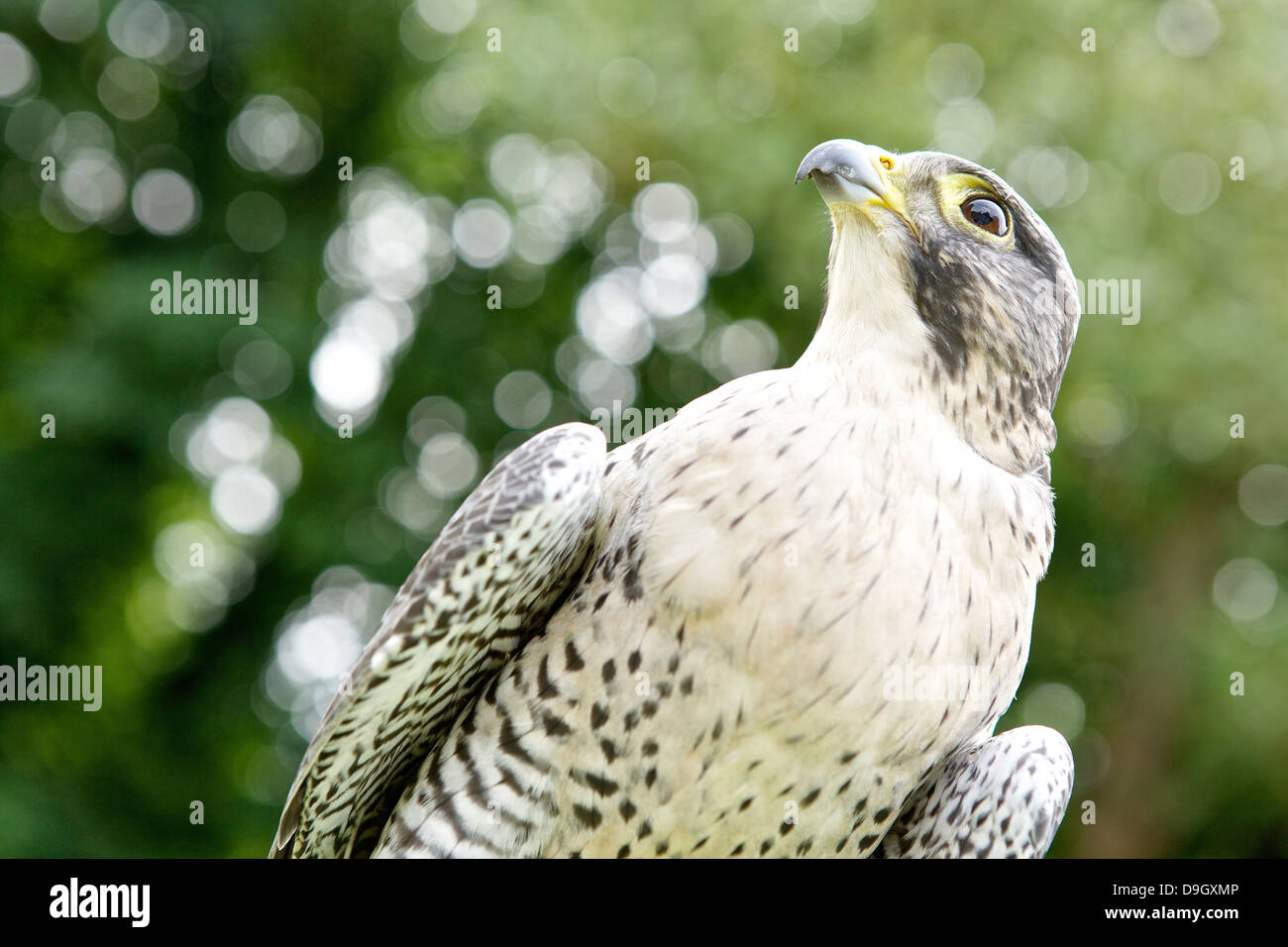 Gyr Peregrin Falcon Hybrid Looking Skyward Closeup Stock Photo
