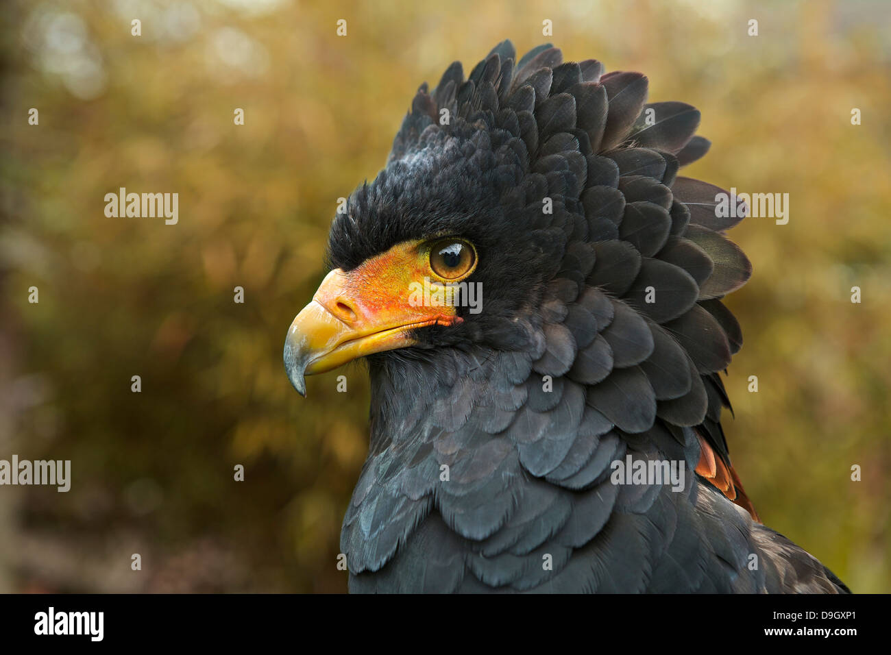 Bateleur Eagle Female Profile Closeup Stock Photo