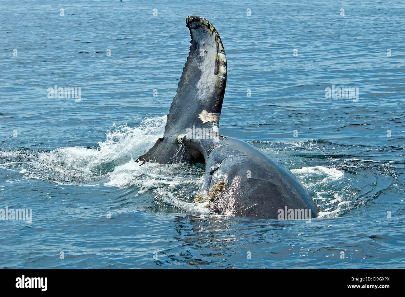Humpback whale dives into the ocean Stock Photo - Alamy