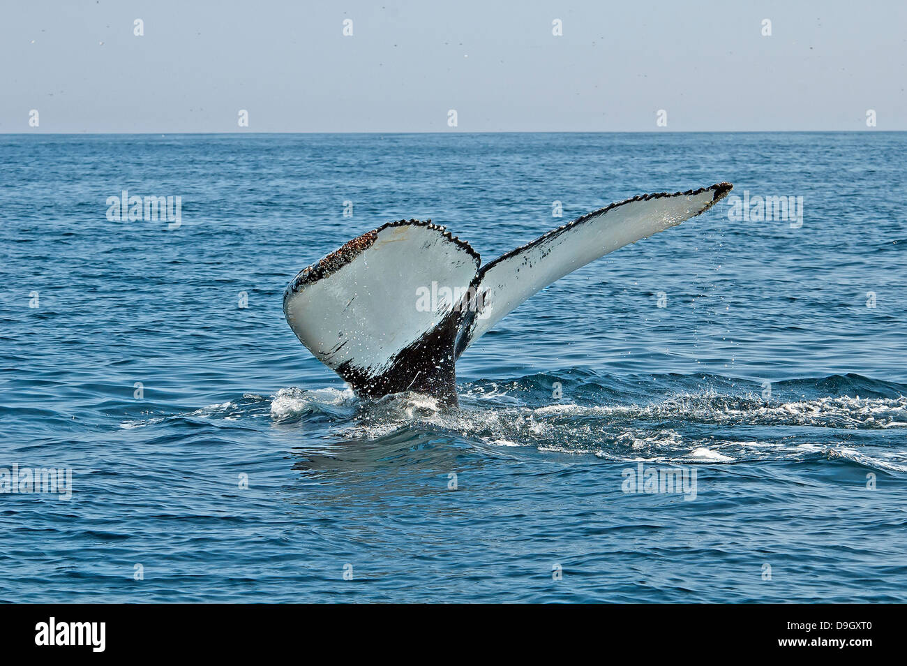Humpback whale dives into the ocean Stock Photo - Alamy