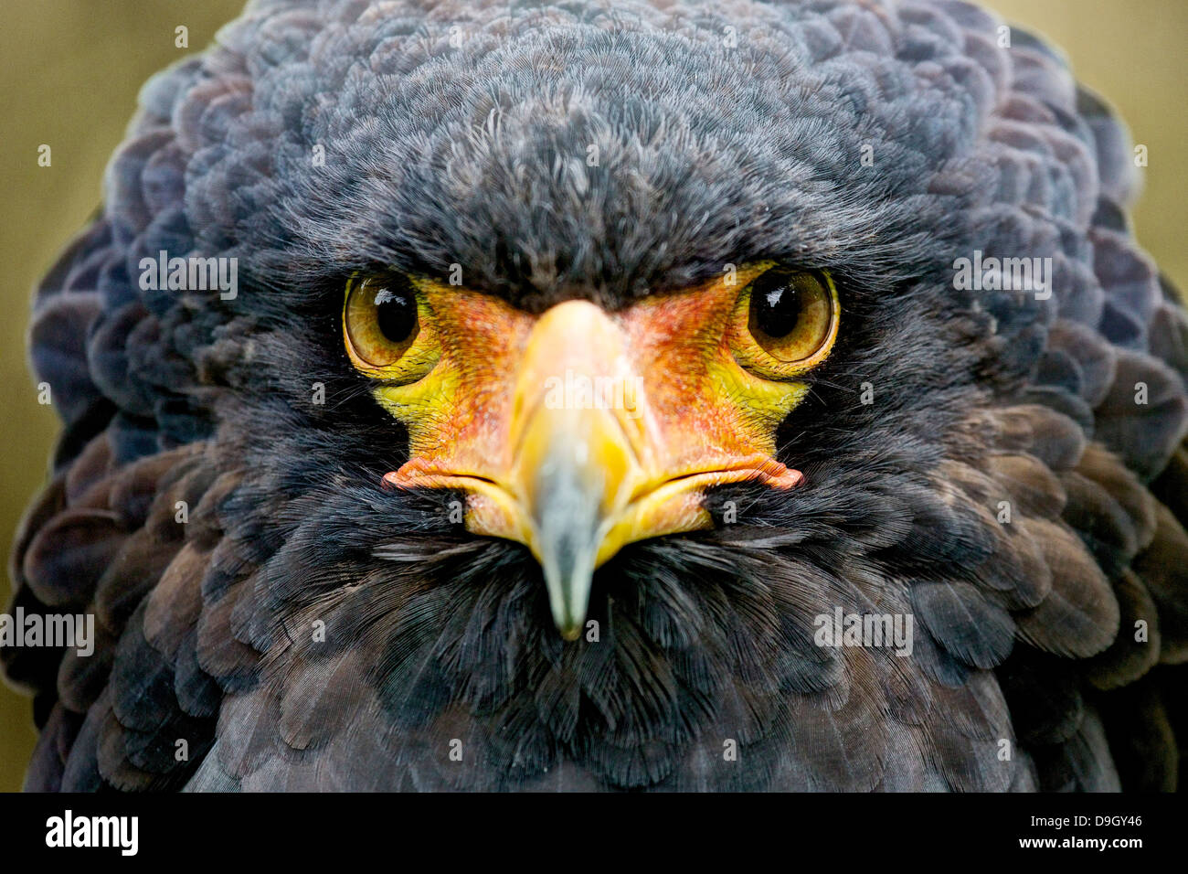 Bateleur Eagle Female Head On View Closeup Stock Photo