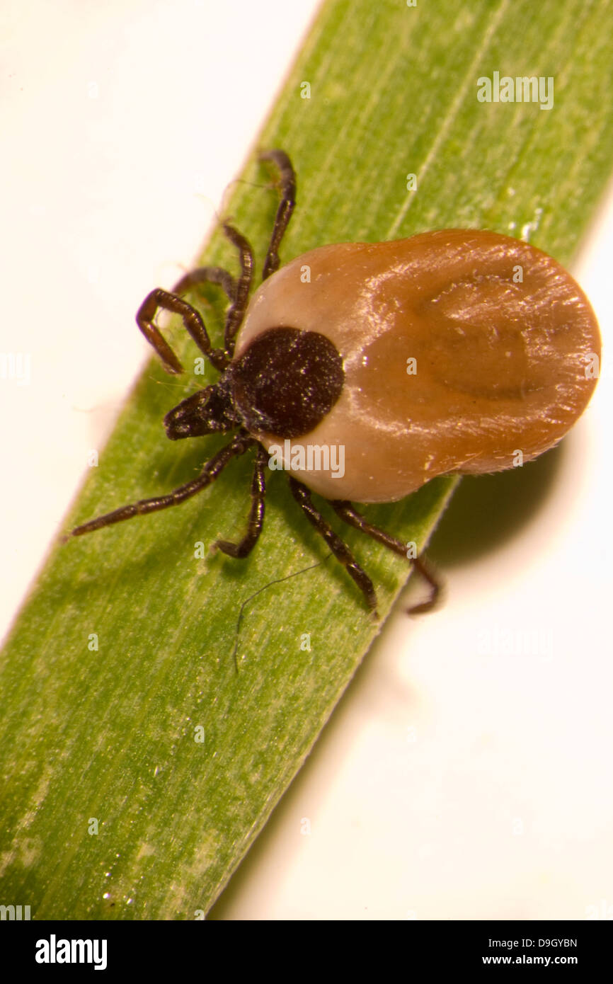 vollgesogene Zecke auf Grashalm: Gemeiner Holzbock;  bloated castor bean tick on a blade of grass Stock Photo