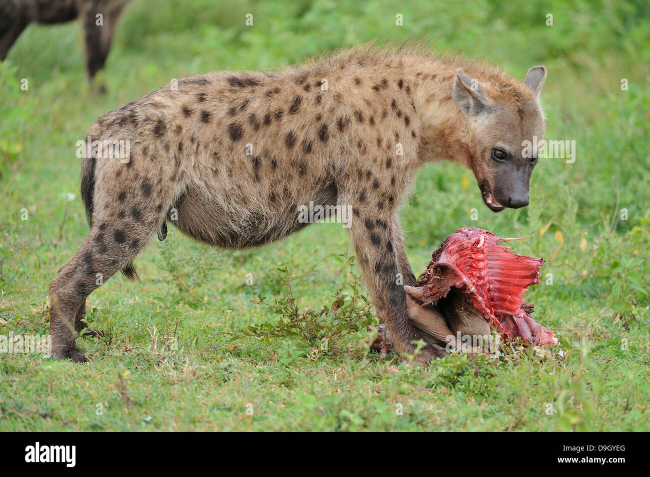 Hyena Food Biology Diagrams