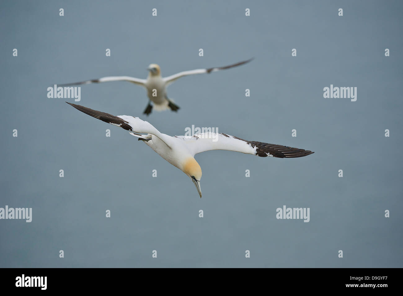 A juvenile Northern Gannet soars above the North Sea. Another gannet is defocused in the background. Stock Photo