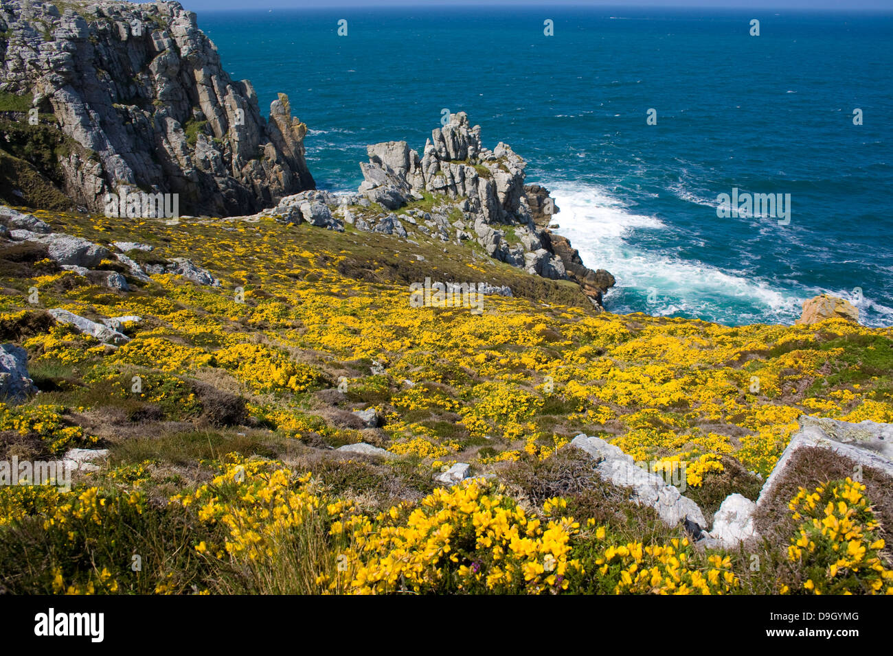 yellow common gorse above the sea at Point Penhir, France Stock Photo