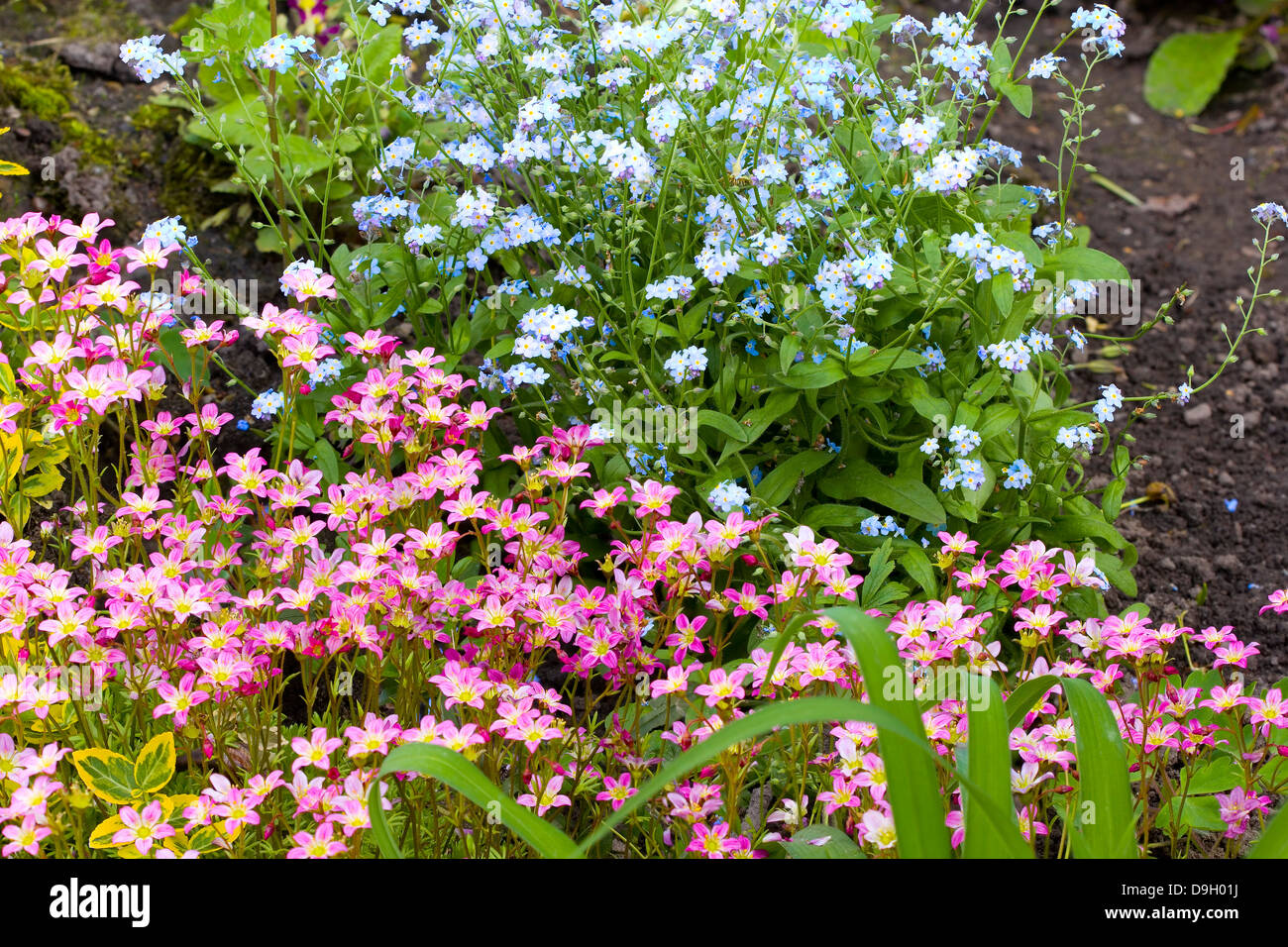 Saxifraga paniculata and Forget-me-not flowers Stock Photo