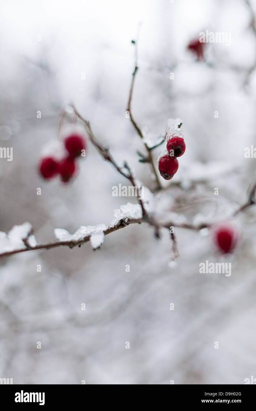 close up of red berries on a snow covered tree Stock Photo - Alamy