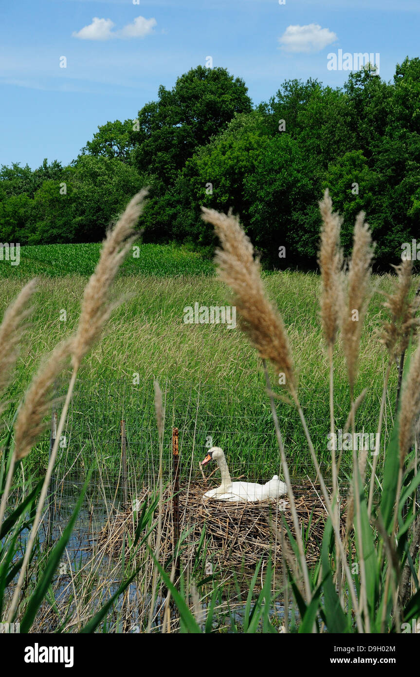 Female Mute Swan nesting on eggs. Stock Photo