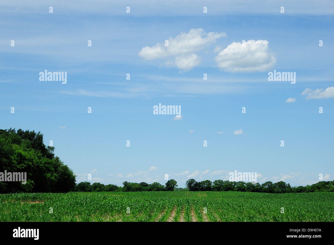 Corn rows abstract hi-res stock photography and images - Alamy