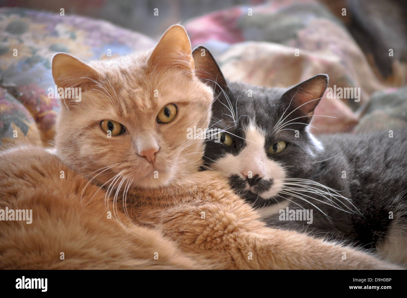 two house cats napping together Stock Photo