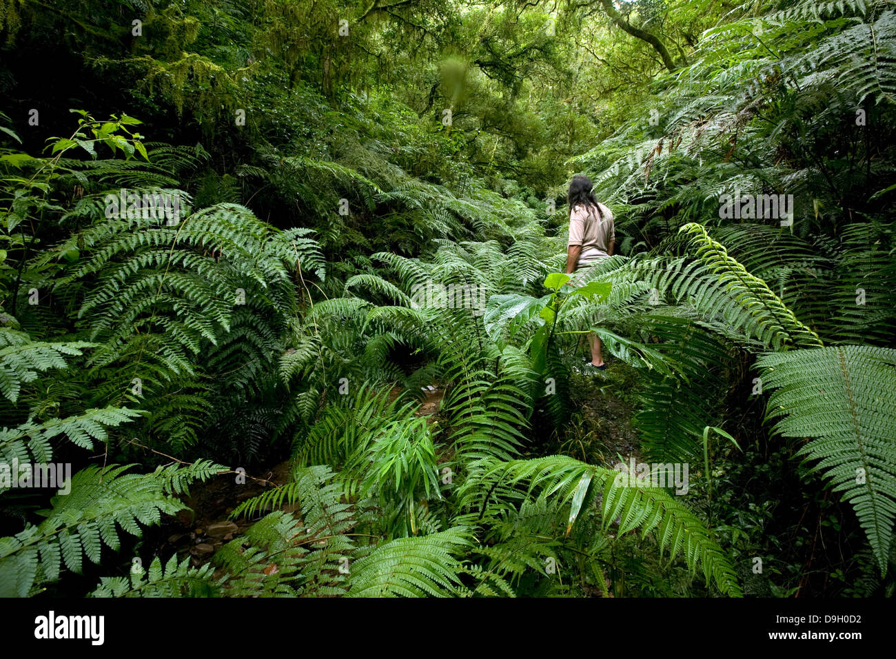 Thick Vegetation High Resolution Stock Photography and Images Alamy