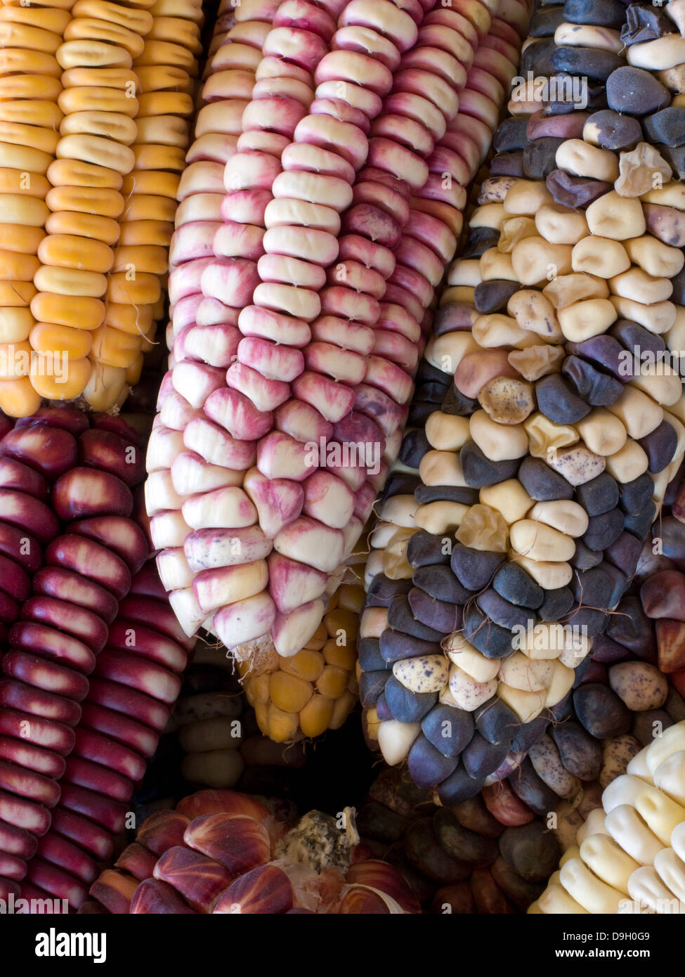 Andean cuisine. Corn cobs of different varieties Stock Photo